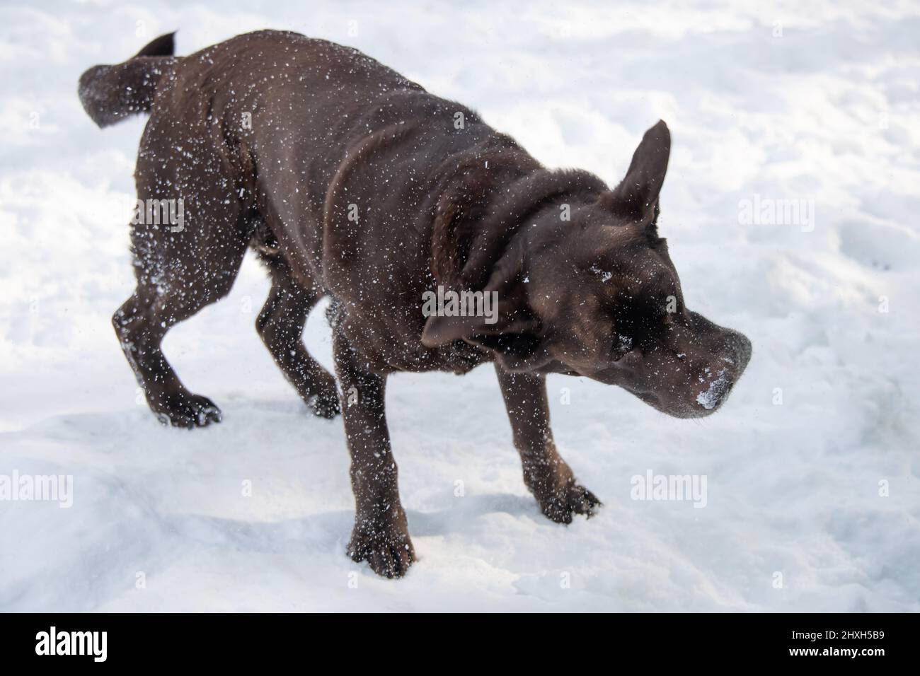 Un Labrador Retriever al cioccolato che si scuote dalla neve in un parco giochi invernale. Foto Stock