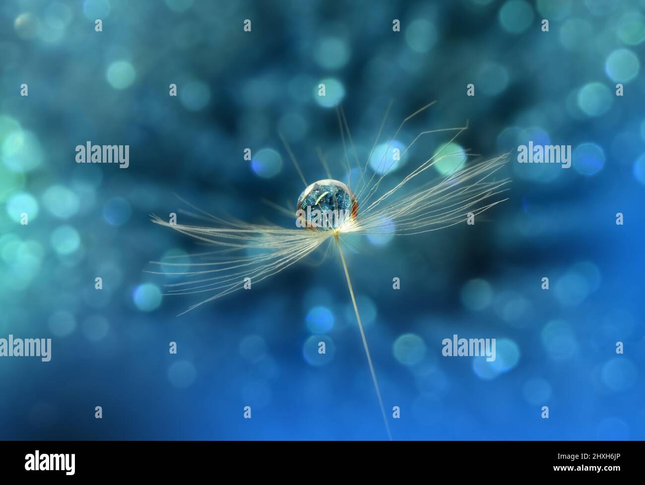 Bella natura background.Floral Art Design.Abstract Macro Photography.pastello Flower.Dandelion Flowers.Blue background.Creative Wallpaper artistico. Foto Stock