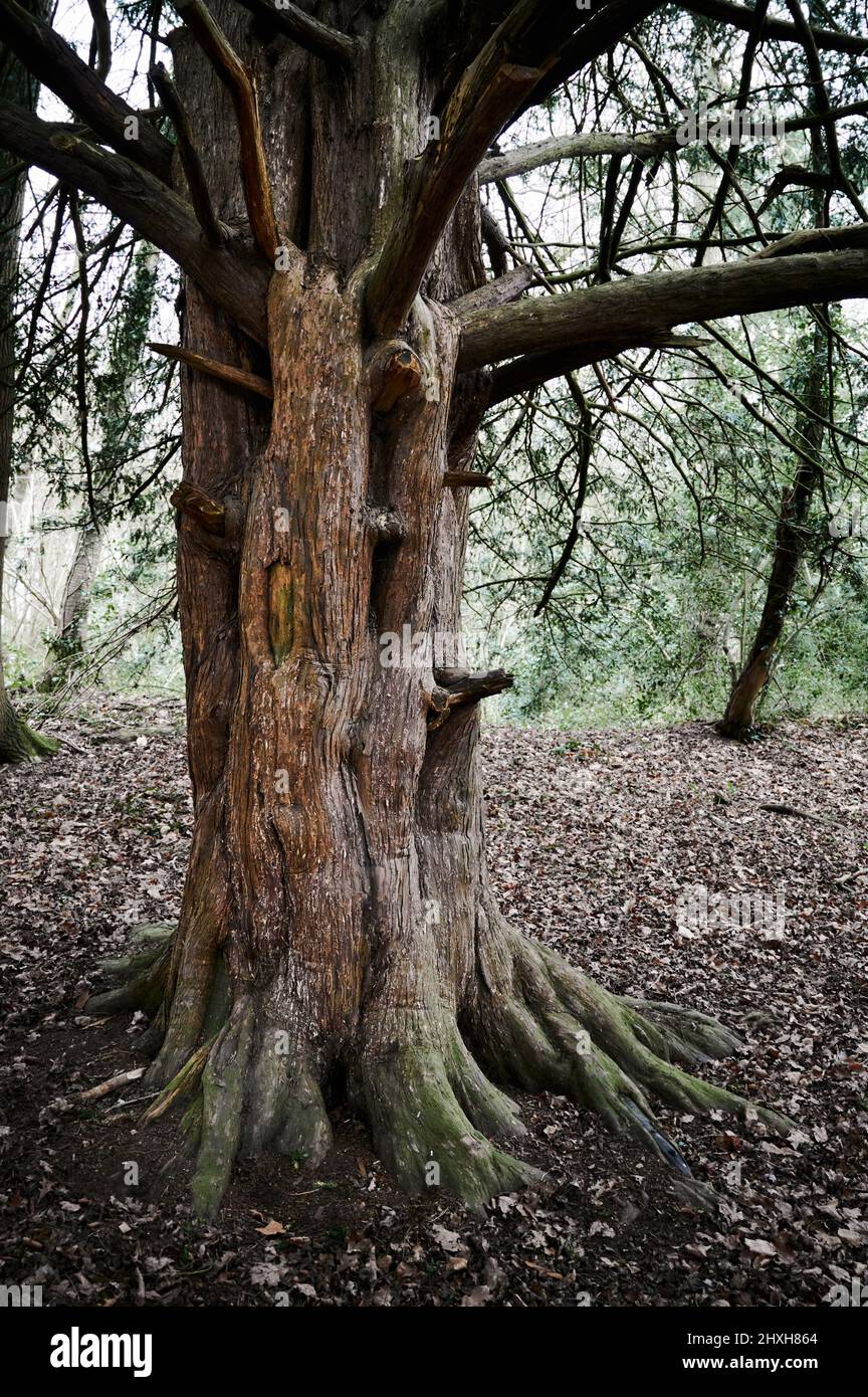 Tronco di albero morto senza foglie in colore ad alto contrasto Foto Stock