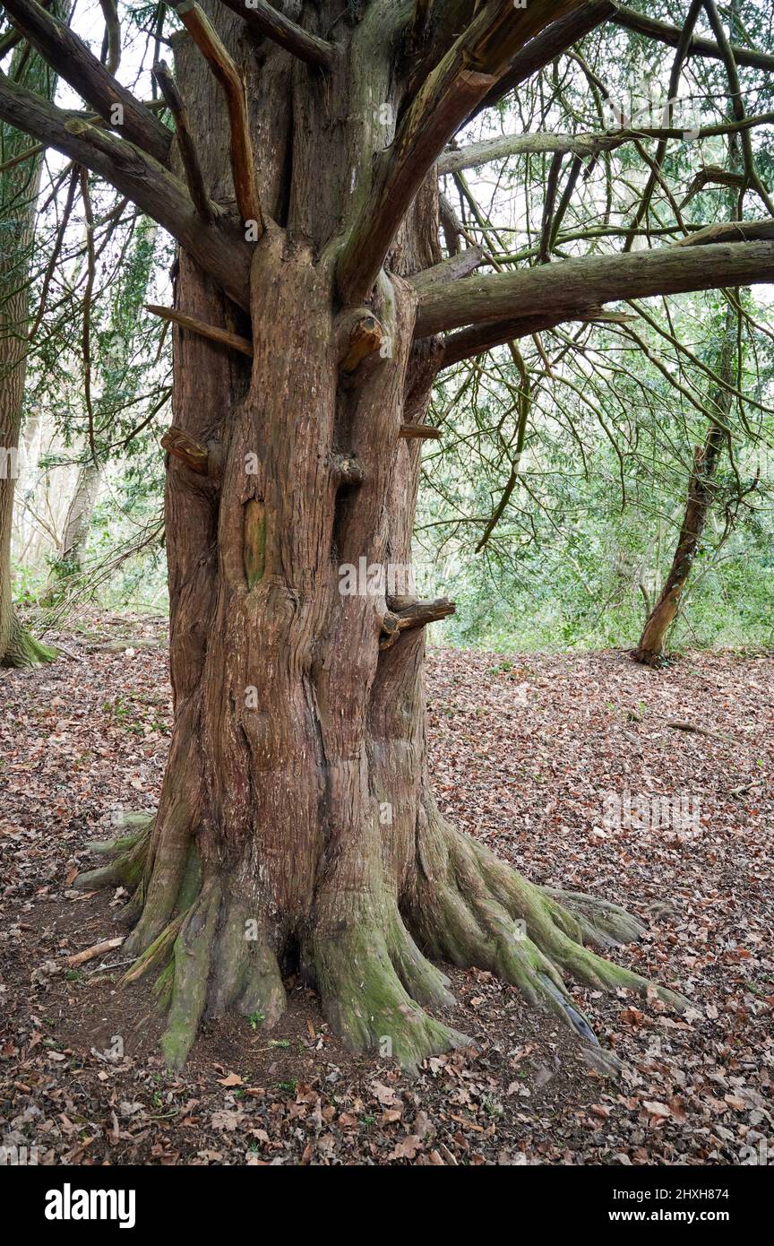 Tronco di albero morto senza foglie Foto Stock