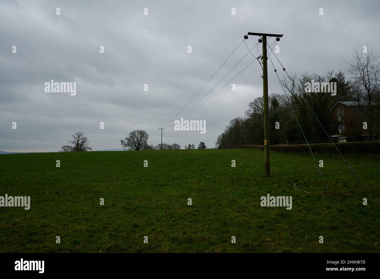 telegraph filo e poli in campo verde e scuro coperto giorno Foto Stock