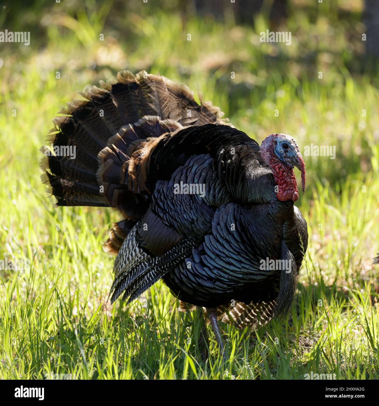 Wild Turkey Male (Tom) visualizzati. Mt Diablo, Contra Costa County, California, USA. Foto Stock