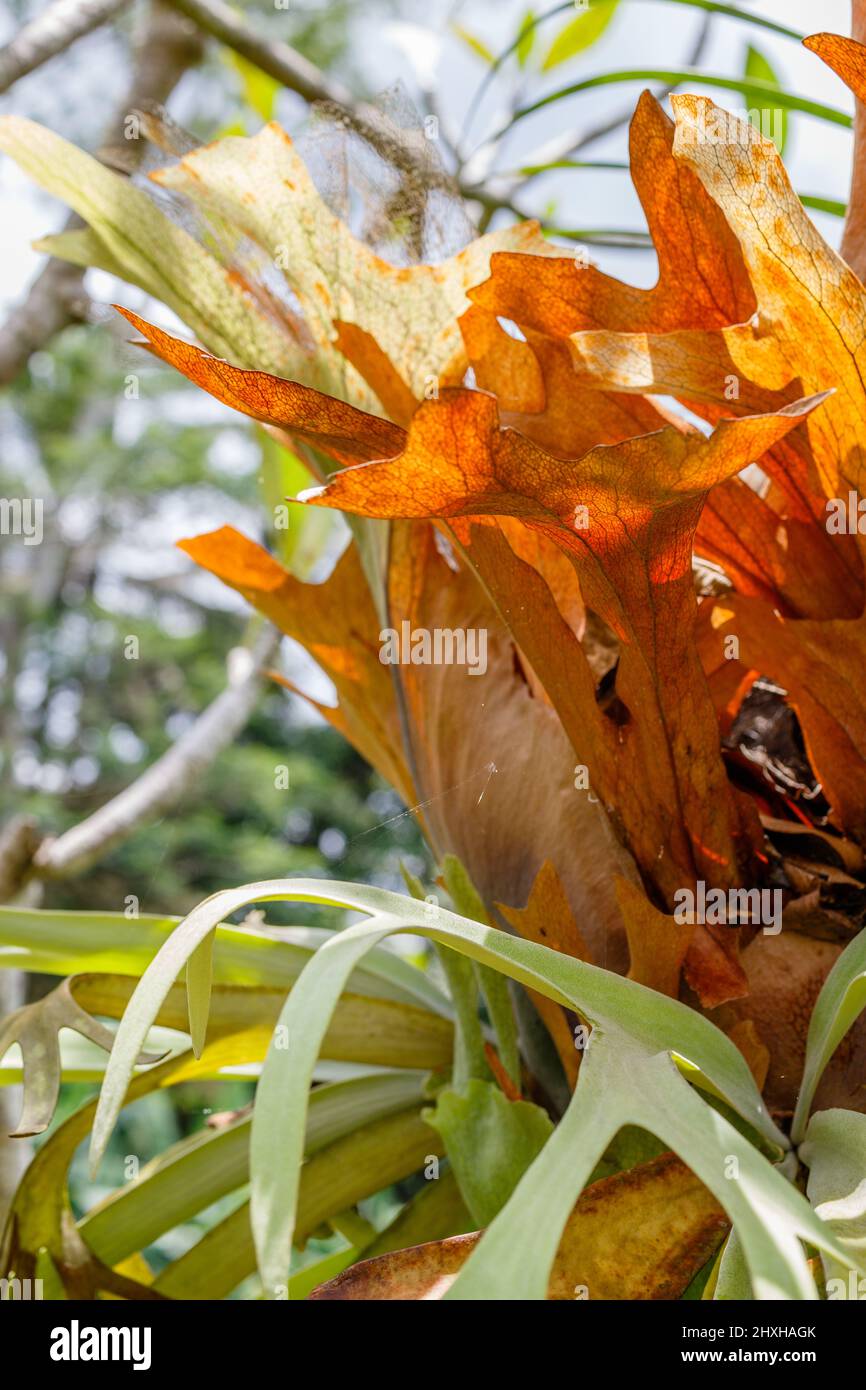 Platycerium, staghorn o elkhorn che crescono sul tronco dell'albero. Bali, Indonesia. Immagine verticale. Foto Stock