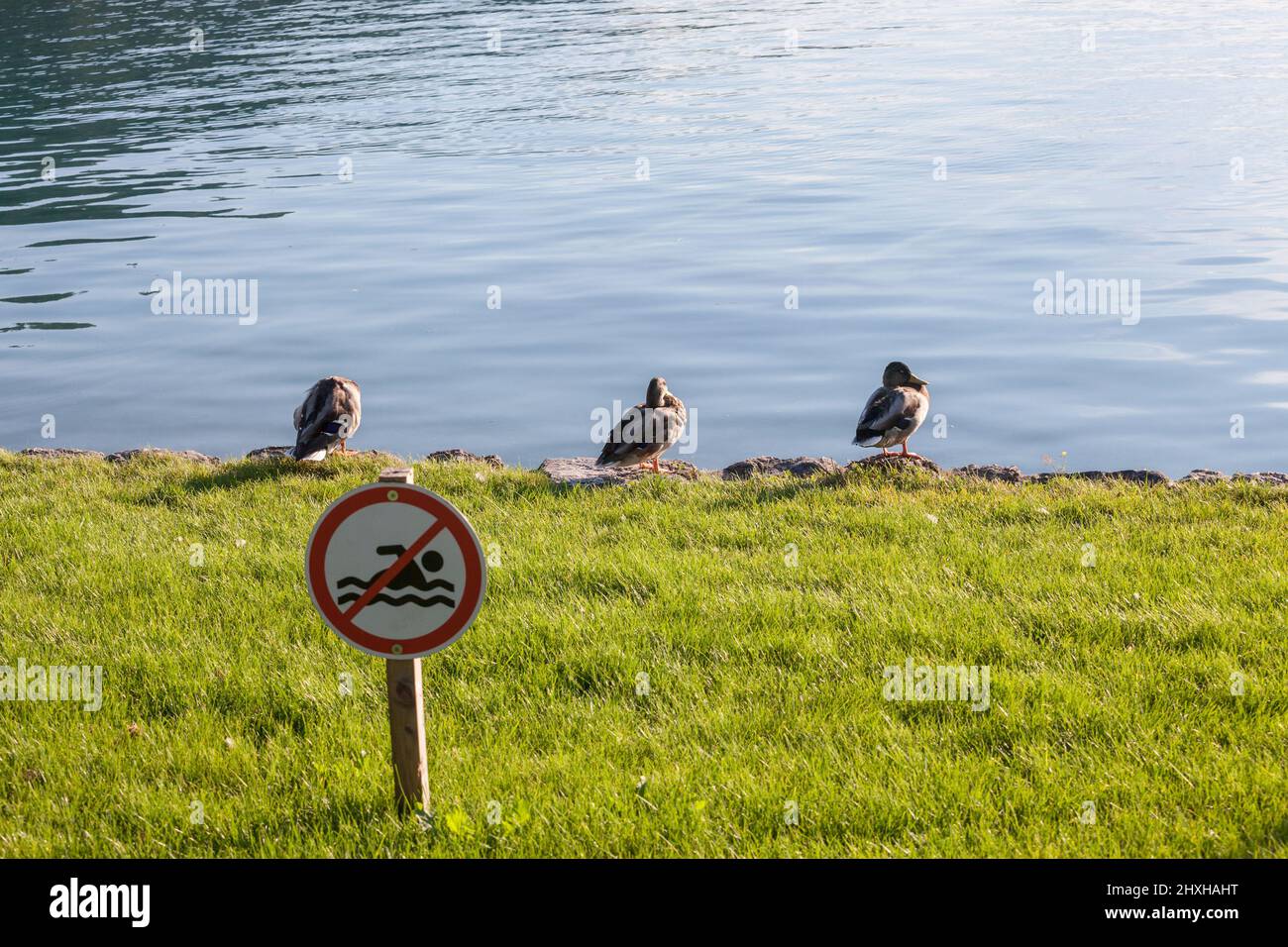 Foto di quattro anatre di mallardo maschio in piedi dal lago di Bled, in Slovenia. Il mallardo è un'anatra che si abbra in tutto il temperato e subtrop Foto Stock