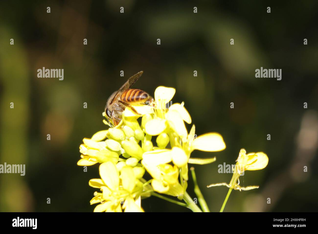 Ape di miele sul fiore di senape. Foto Stock