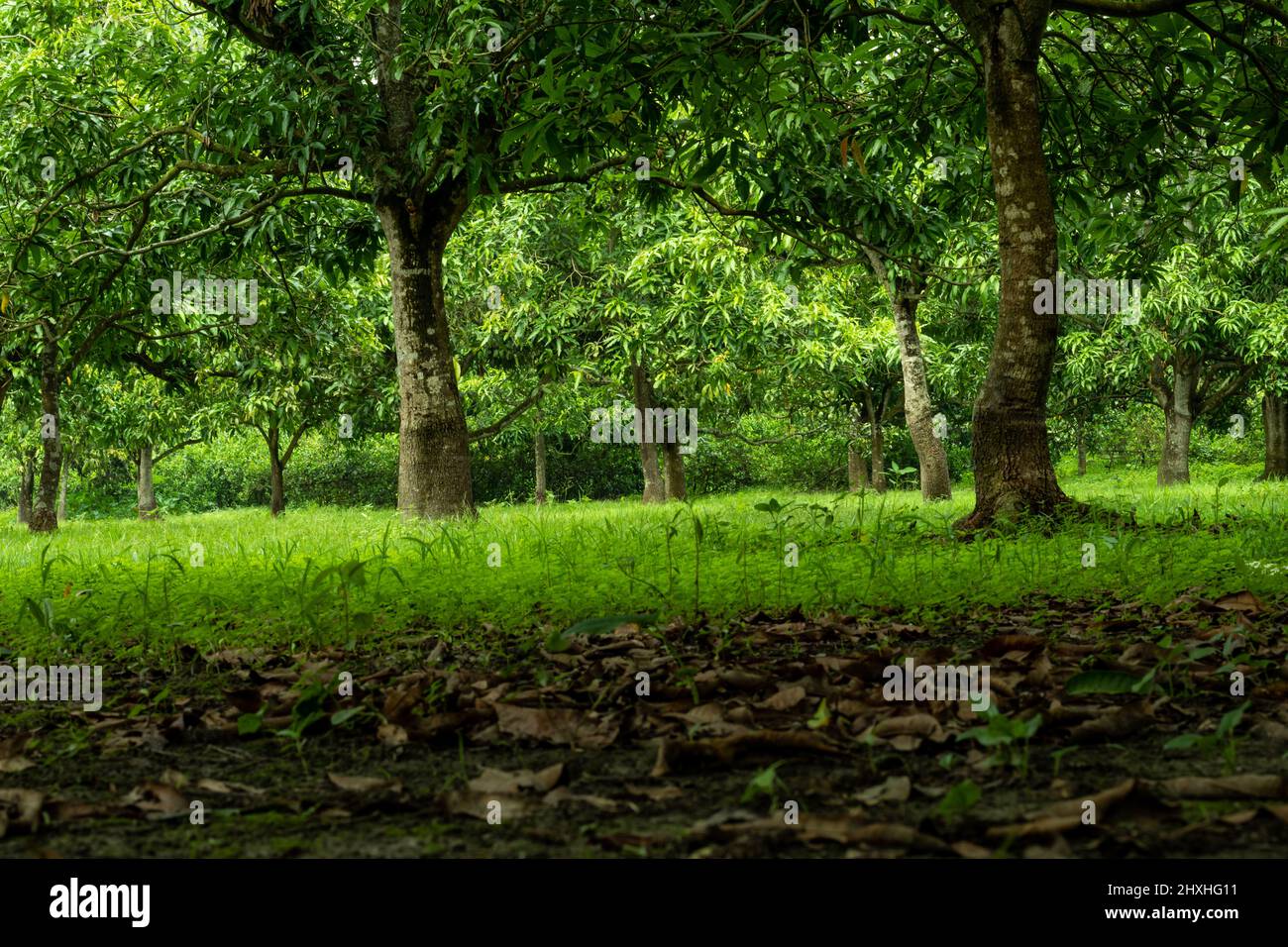 Mango Farming è il principale coltivatore di frutta in India ed è considerato il re dei frutti Foto Stock