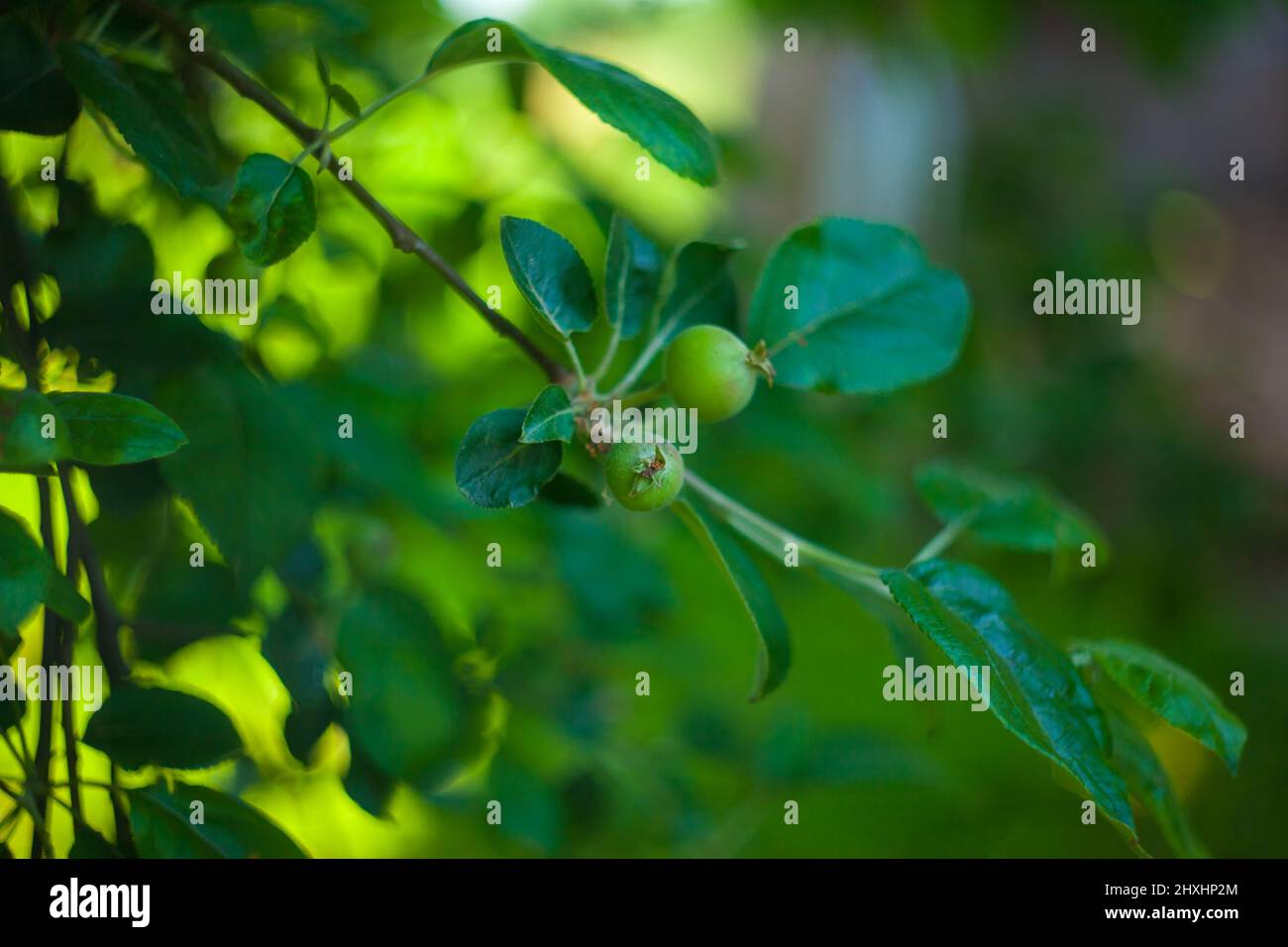 Frutta giovane dopo la fioritura della mela appesa su un albero nel giardino. Foto Stock