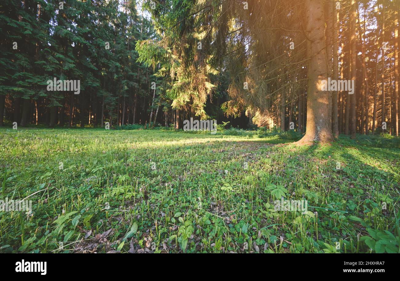 Prato verde vuoto nella foresta al sole del mattino Foto Stock