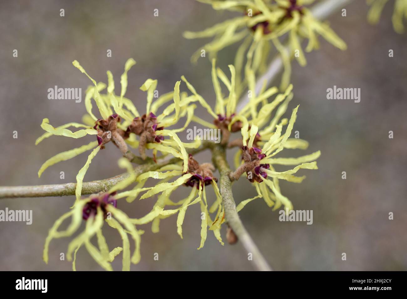 hazel delle streghe cinesi, hamamellis x intermedia 'palllida' Foto Stock
