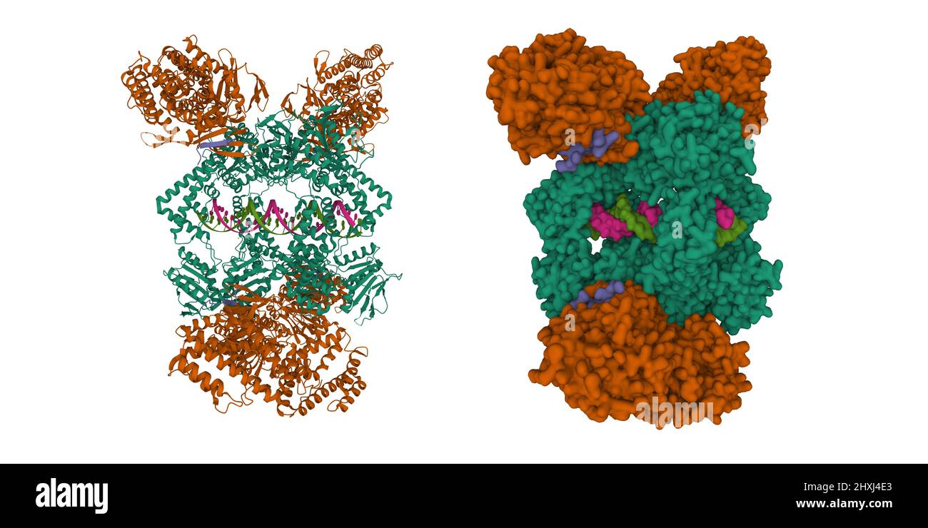 Cas1-CAS2-Csn2-DNA dal sistema CRISPR-CAS di tipo II-A. 3D modelli di superficie cartoni animati e gaussiani, schema di colore dell'entità a catena, PDB 6qxf Foto Stock
