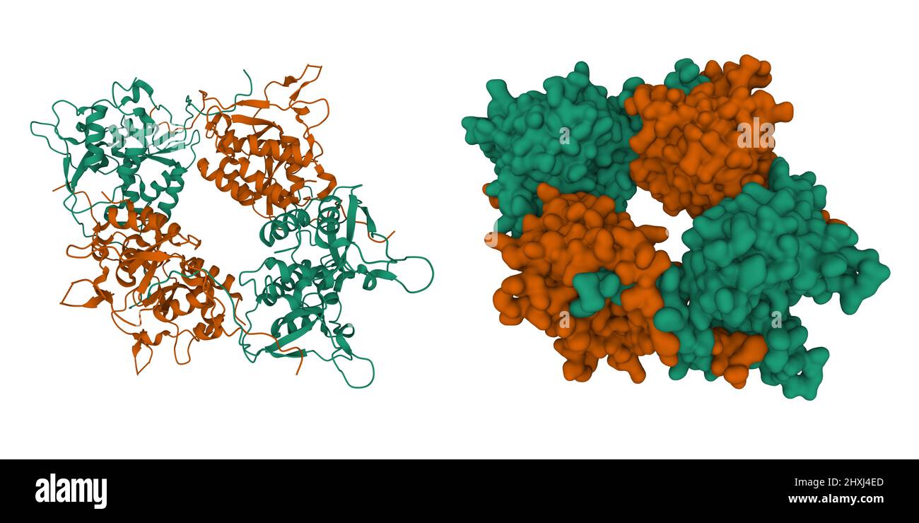 Struttura oligomerica dell'ottamero di dominio DUSP di USP15 umano. 3D modelli di superficie cartoni animati e gaussiani, schema di colori con id a catena, PDB 3lmn Foto Stock