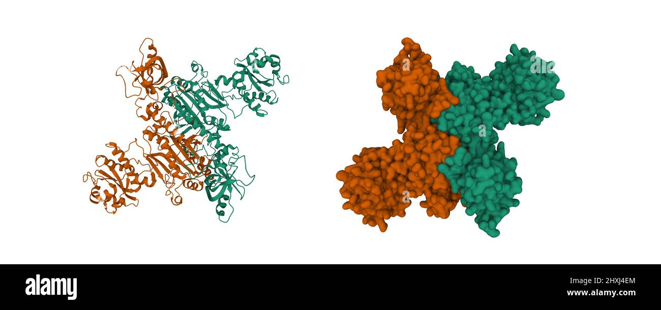 Struttura dell'omodimero di aspartil-tRNA sintetasi mitocondriale umano. 3D modelli di superficie cartoni animati e gaussiani, schema di colori con id a catena, PDB 4ah6 Foto Stock