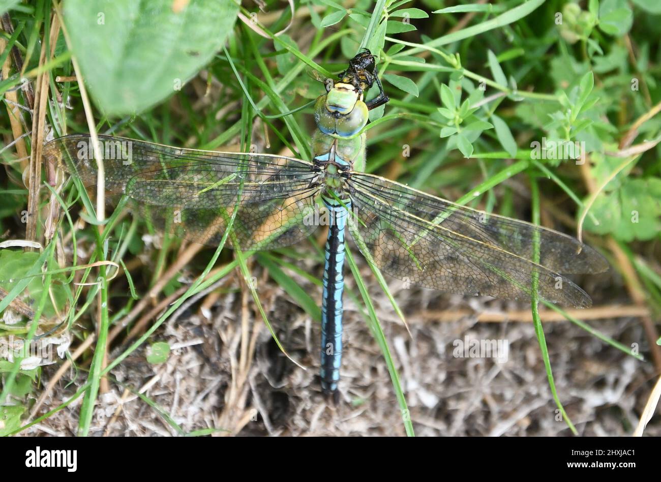 L'Imperatore Dragonfly mangia un'ape vicino alla riserva naturale Whelford Pools, Cotswolds, Regno Unito Foto Stock