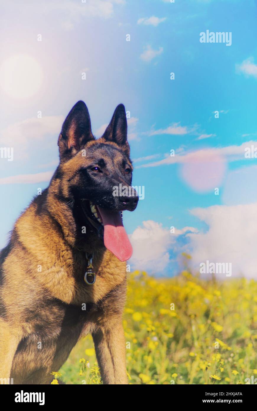 Cane pastore tedesco seduto in selvaggio tra fiori e nuvole Foto Stock