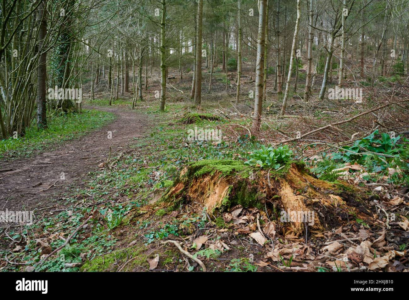 percorso nella foresta alla luce del giorno con ceppo di albero in primo piano e senza cielo Foto Stock