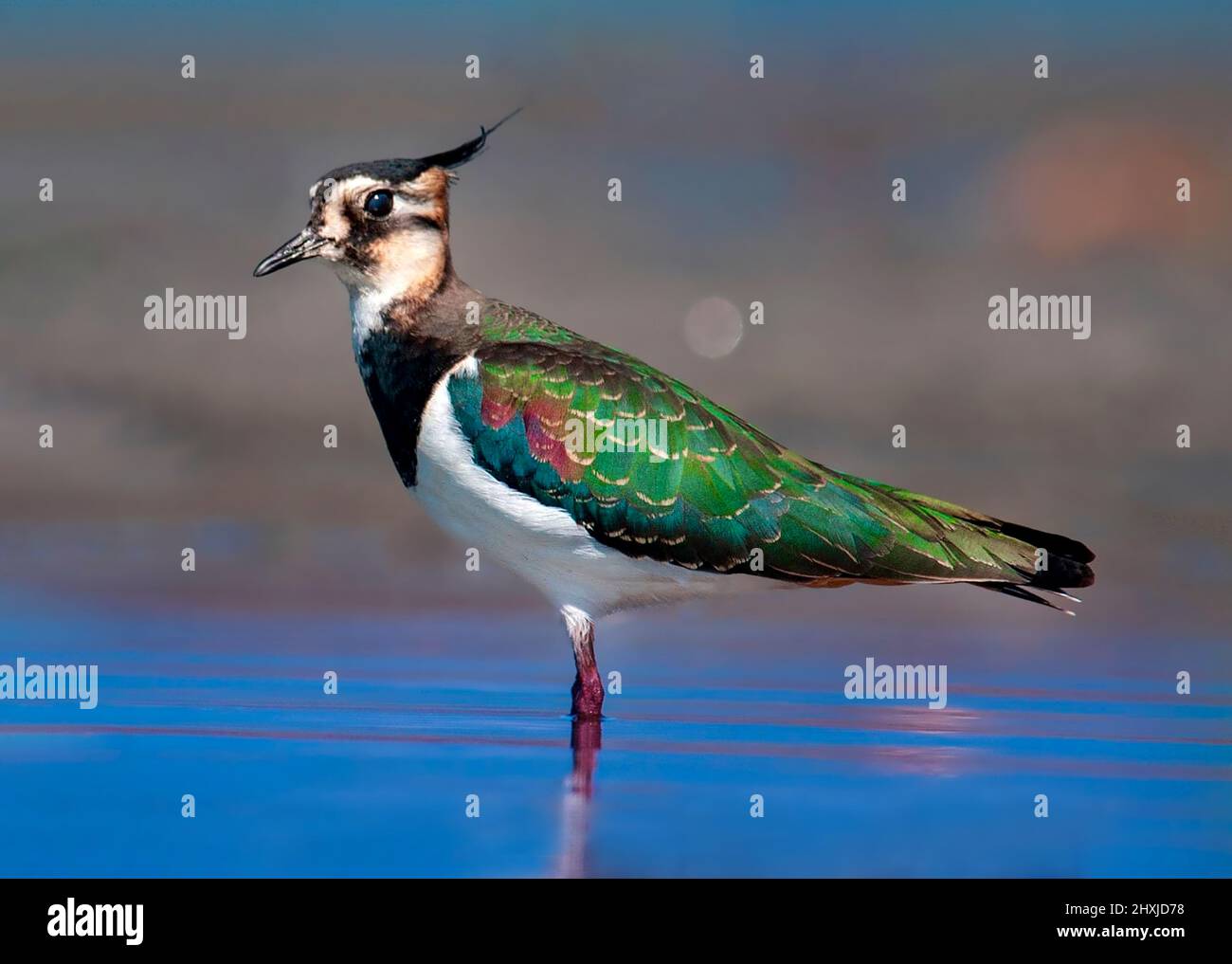 Bellissimo uccello fauna selvatica , primo piano di uccello colorato , guardando la macchina fotografica, ritratto di falda nord , il falda nord, anche noto come il Peewit Foto Stock