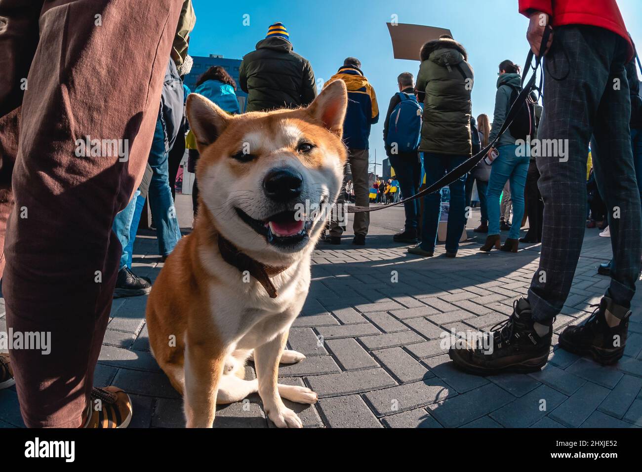 Cane arancione chiamato Shiba Inu nella folla Foto Stock