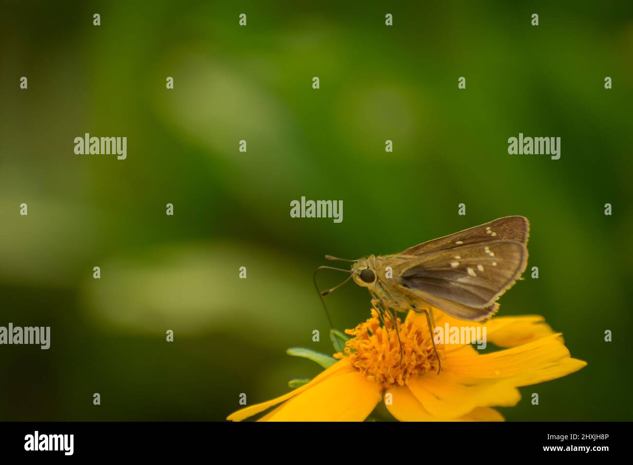 una piccola farfalla incredibile sul fiore giallo. piccolo branded swift ( pelopidas mathias ) Foto Stock