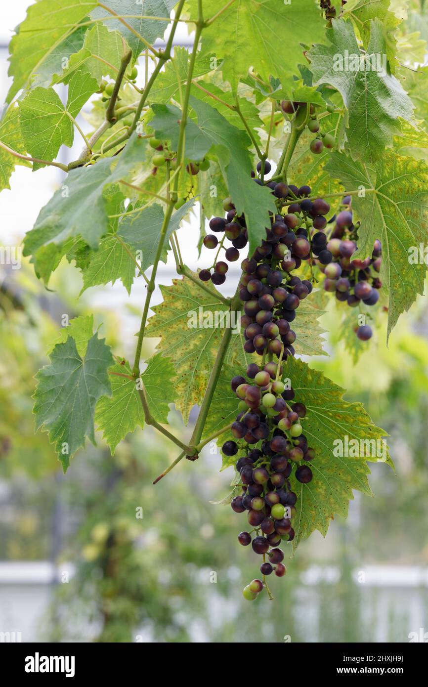Vitis vinifera. Uva 'Madeleine Silvaner' Foto Stock