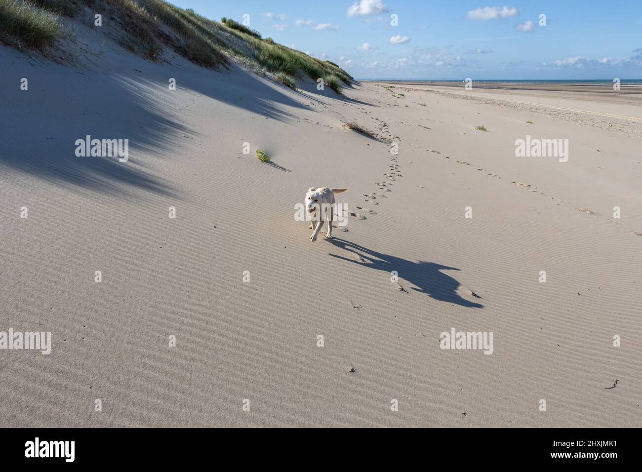 Puppy Dog è la prima volta in spiaggia a Fort-Mahon-Plage, Francia, Europa Foto Stock