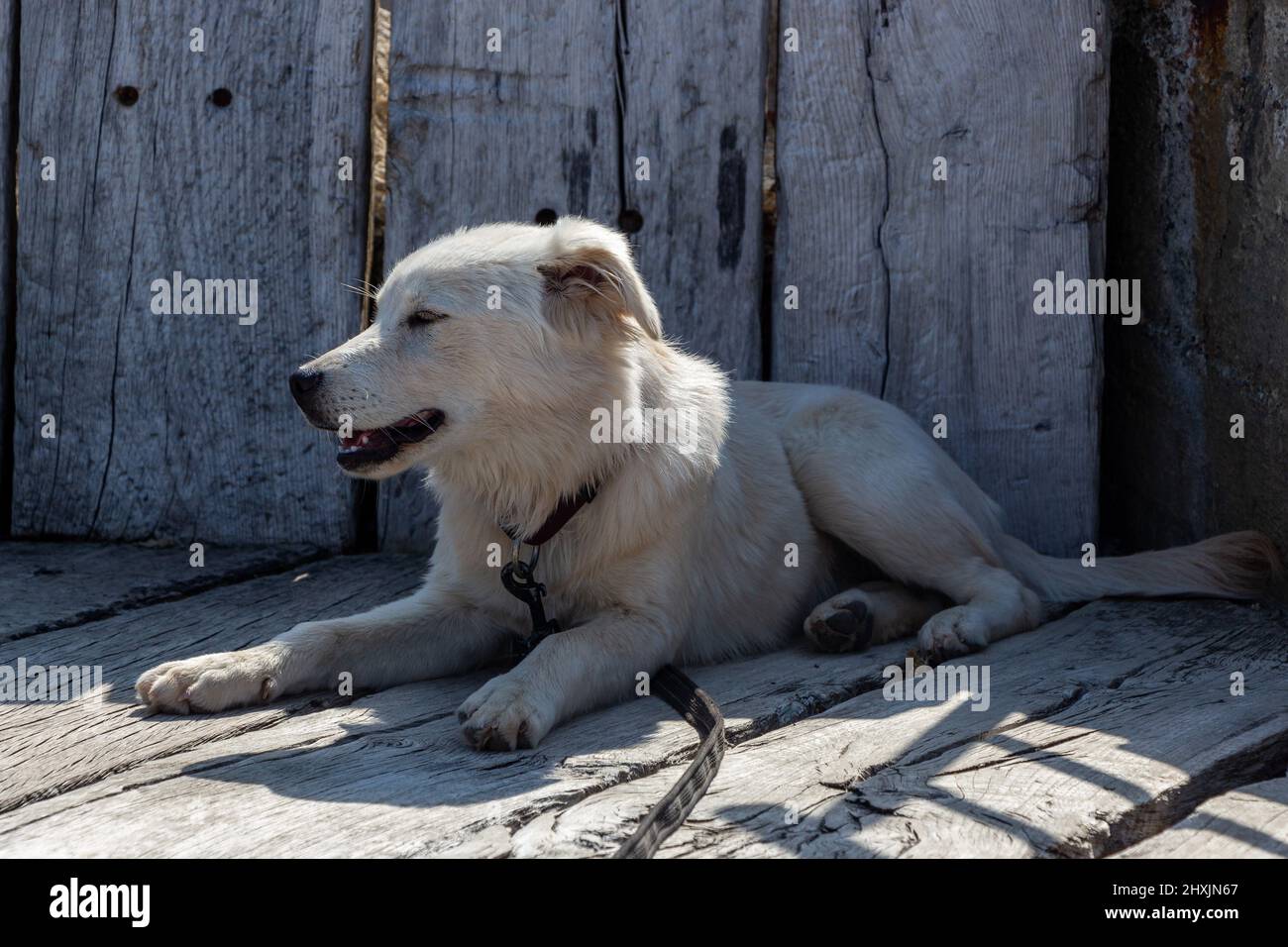 Giovane cane alla costa di Ploemeur, Francia, Europa Foto Stock