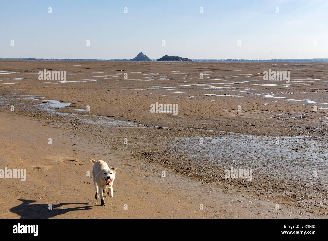 Giovane cane cucciolo alla spiaggia nella baia di le Mont-Saint-Michel, Francia Foto Stock