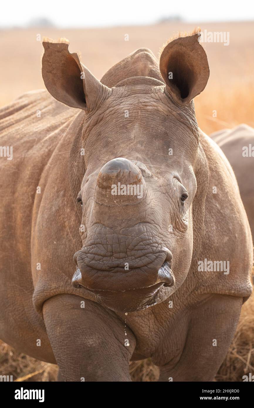 Rhino Bianco Dehorned, Sudafrica Foto Stock