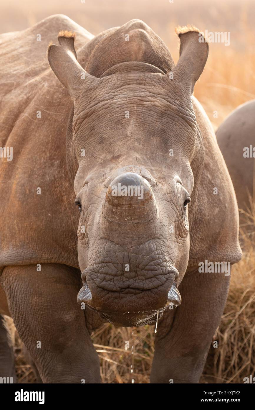 Rhino Bianco Dehorned, Sudafrica Foto Stock
