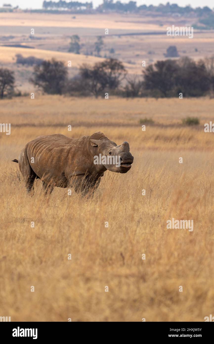 Rhino Bianco Dehorned, Sudafrica Foto Stock