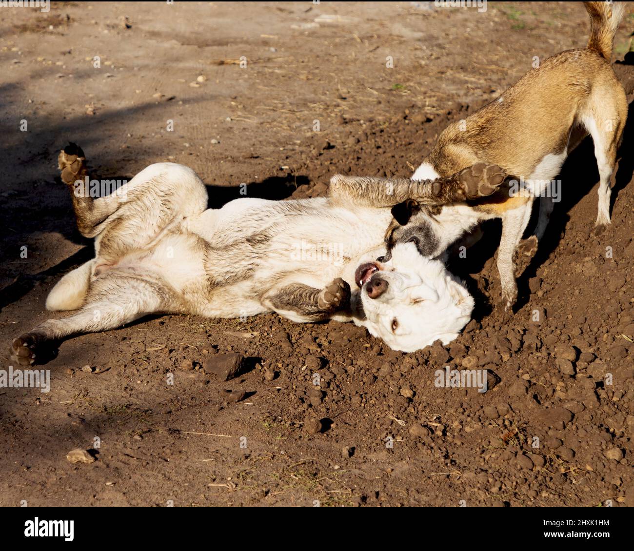 Combattere i cani. Un cane morde un altro cane. Cane aggressivo. Fghting alabay e cani randagi. Foto Stock