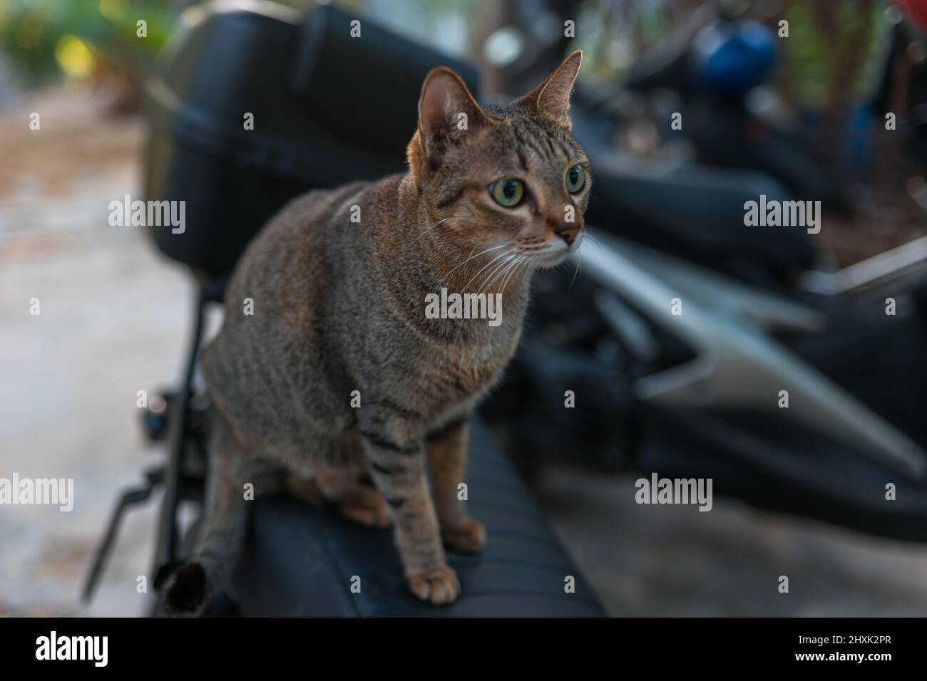 Gatto grigio-marrone con occhi verdi si siede su una moto. Carino gattino con occhi grandi. Animali domestici deliziosi all'aperto. Foto di alta qualità Foto Stock