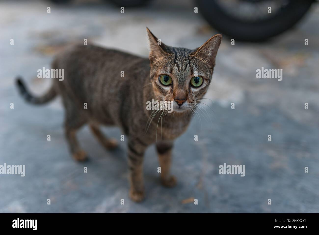 gatto grigio-marrone con occhi verdi in piedi e guardando la fotocamera. Carino gattino con occhi grandi. Foto di alta qualità Foto Stock