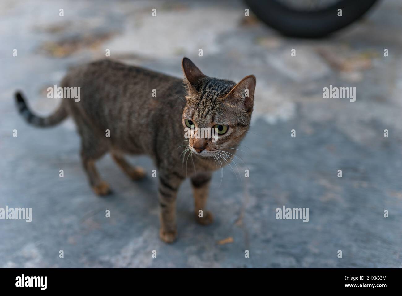 gatto grigio-marrone con occhi verdi in piedi e guardando la fotocamera. Carino gattino con occhi grandi. Foto di alta qualità Foto Stock