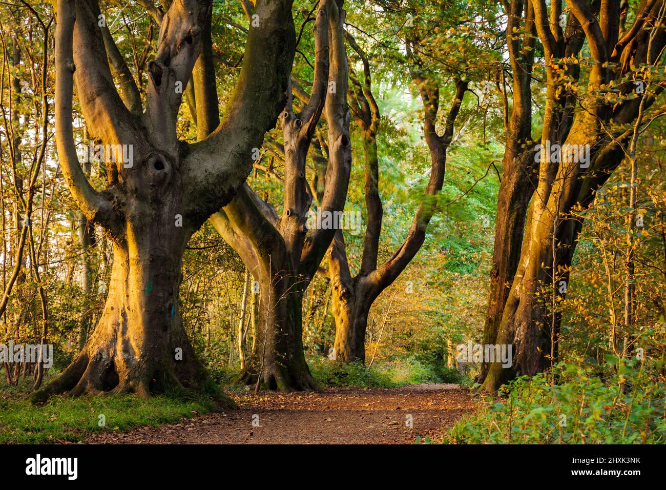 Tramonto autunnale a Stanmer Park vicino Brighton, East Sussex, Inghilterra. South Downs National Park. Foto Stock