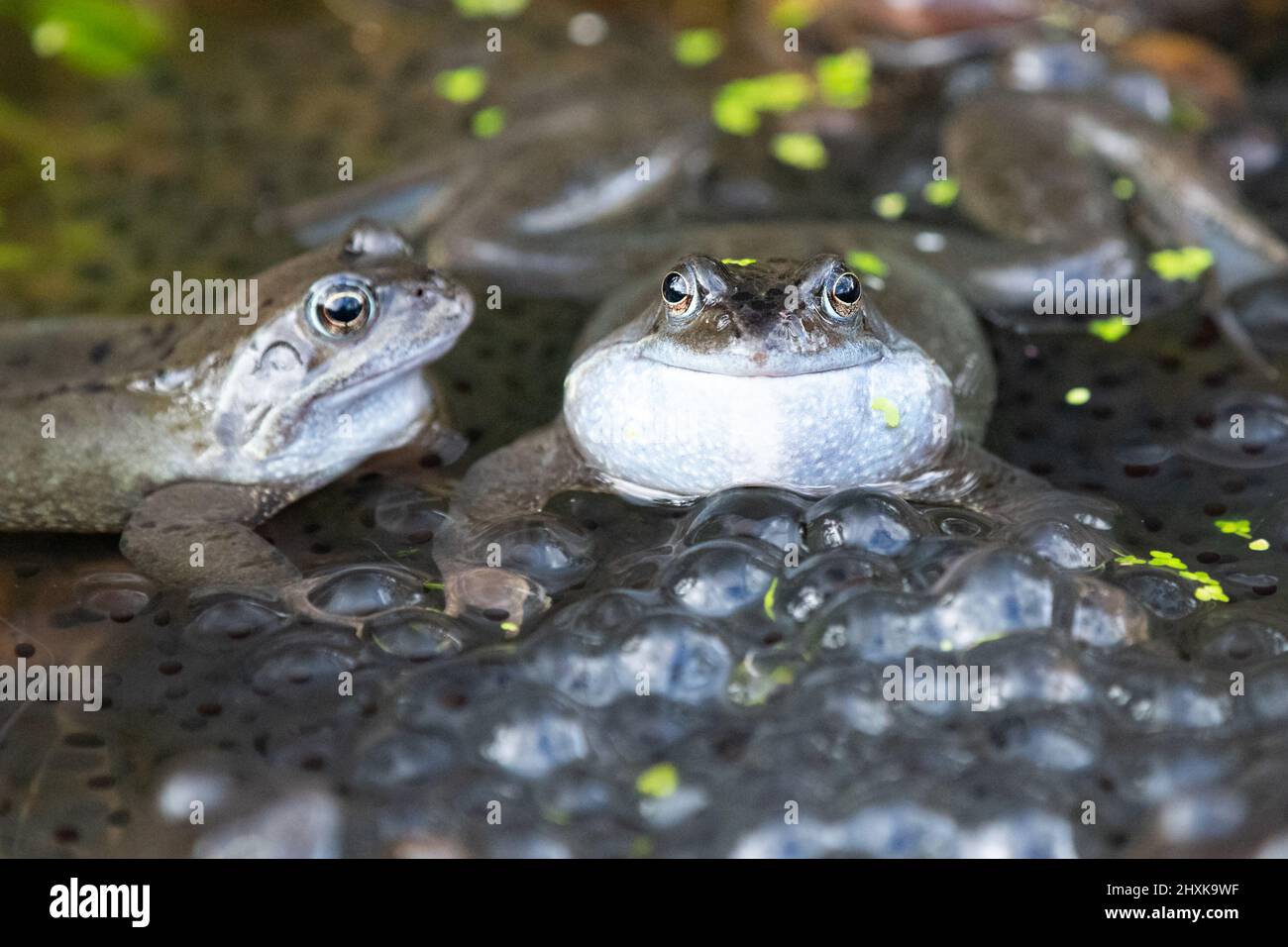 Killearn, Stirling, Scozia, Regno Unito. 13th Mar 2022. Tempo britannico - rane che si rifalla in un laghetto giardino a Stirling. Foto: Rana maschile con sacco vocale gonfiato circondato da spawn credito: Kay Roxby/Alamy Live News Foto Stock