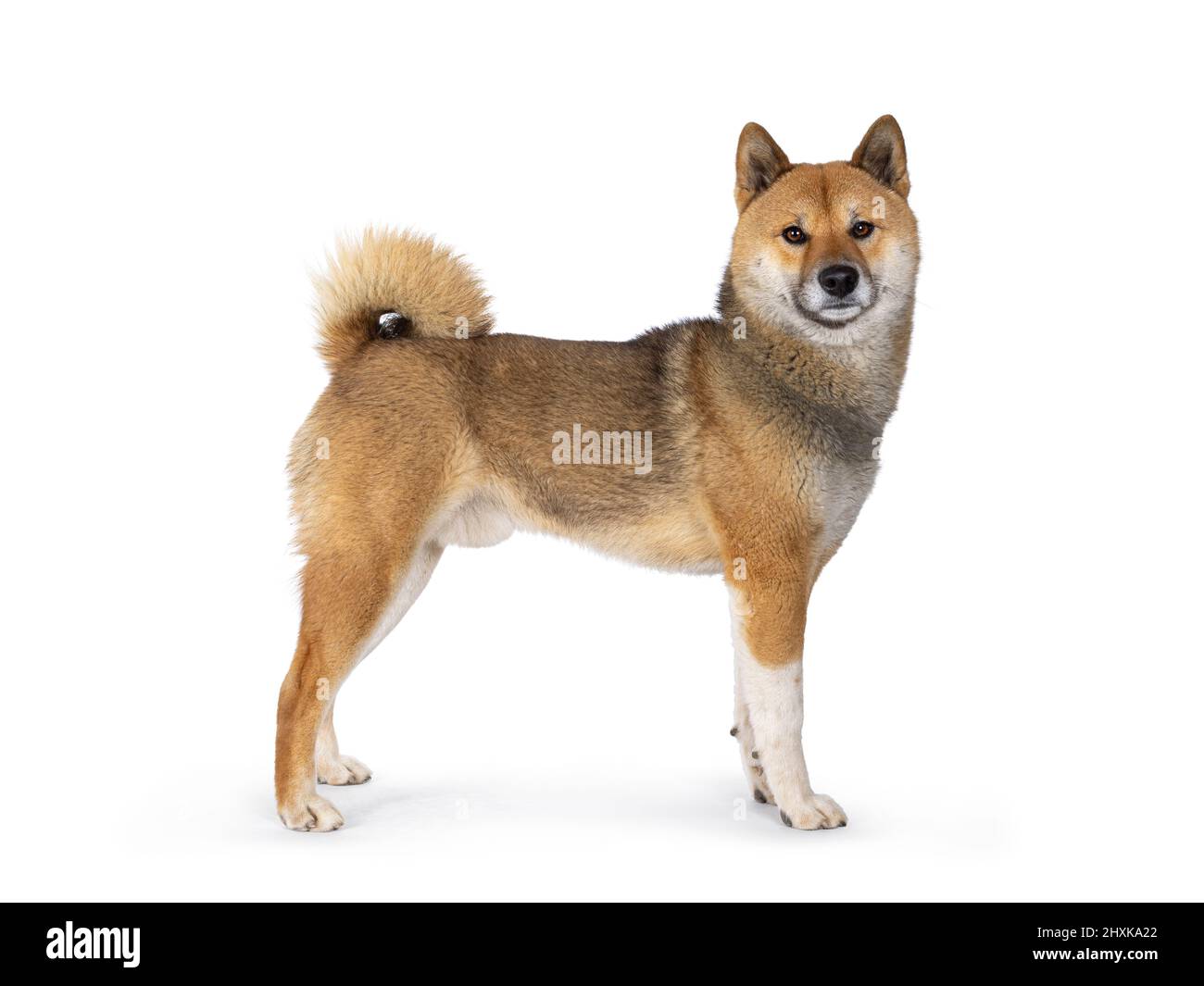 Bel cane Shiba Inu, in piedi lateralmente. Guardando verso la fotocamera. Isolato su sfondo bianco. Foto Stock