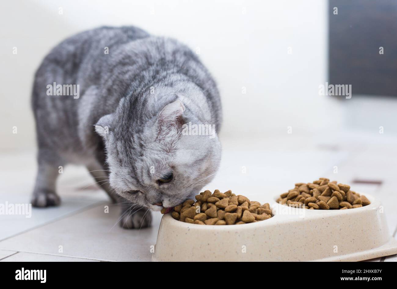Il gatto scozzese mangia il cibo del gatto dalla ciotola Foto Stock