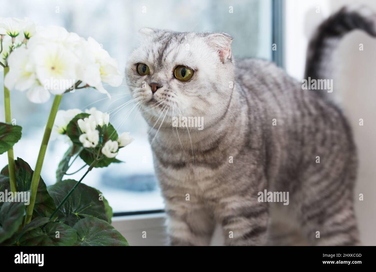 Curioso gatto che cammina sul davanzale accanto al geranio in vaso in fiore Foto Stock