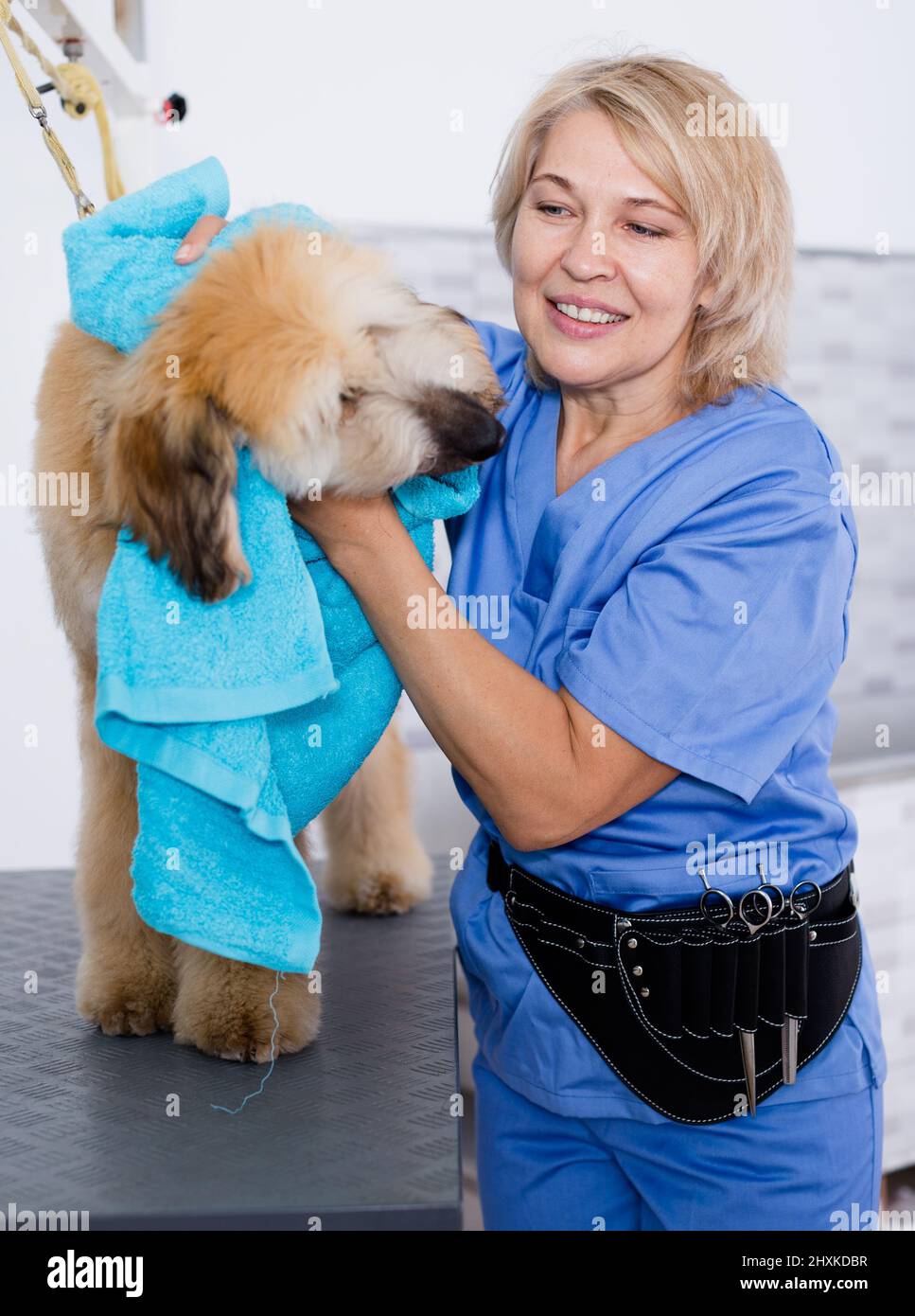 donna matura parrucchiera panni cucciolo di cane afghano in parrucchiere per cani Foto Stock