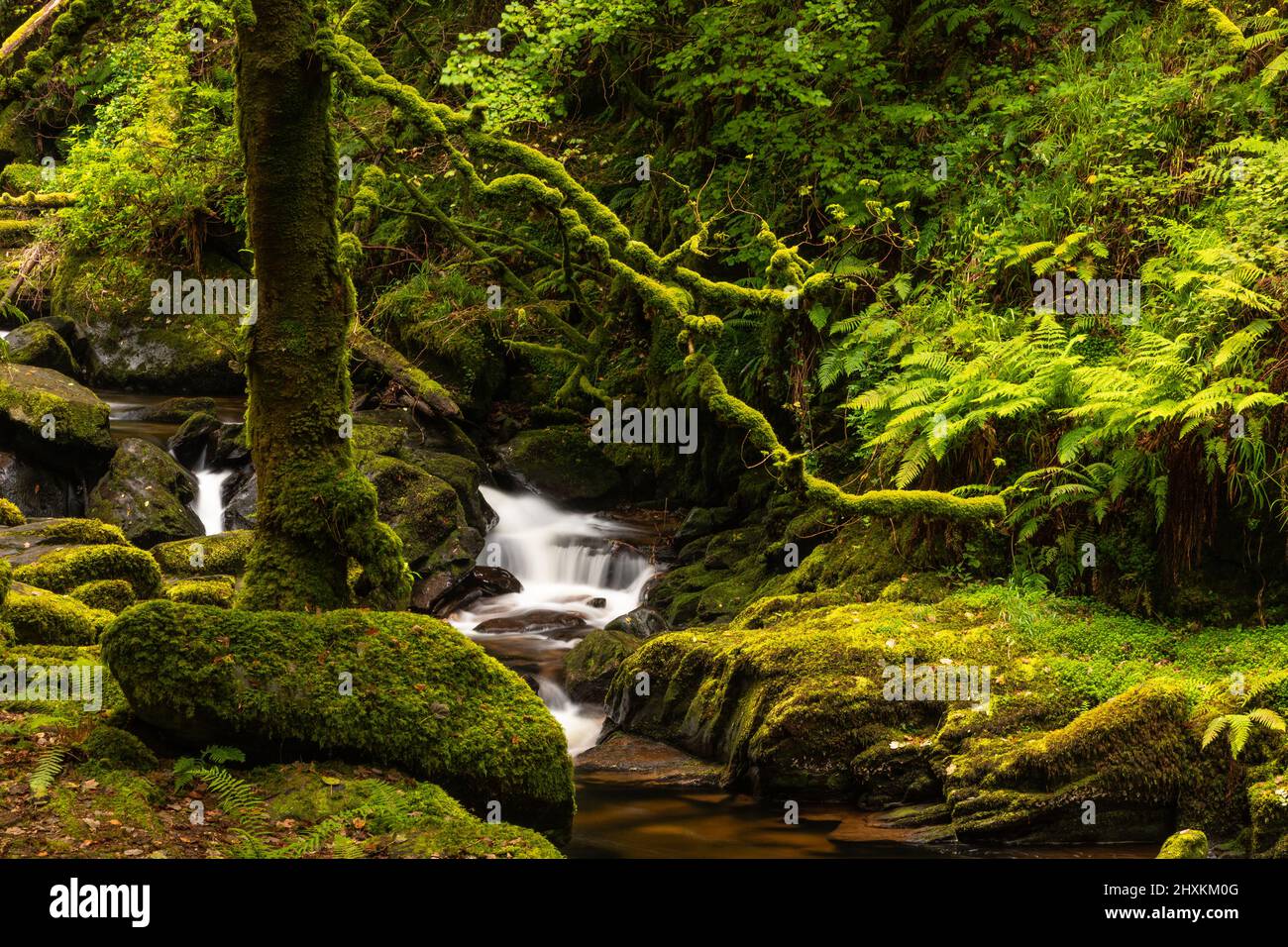 Cascata di Torc nel Killarney National Park, County Kerry, Irlanda Foto Stock