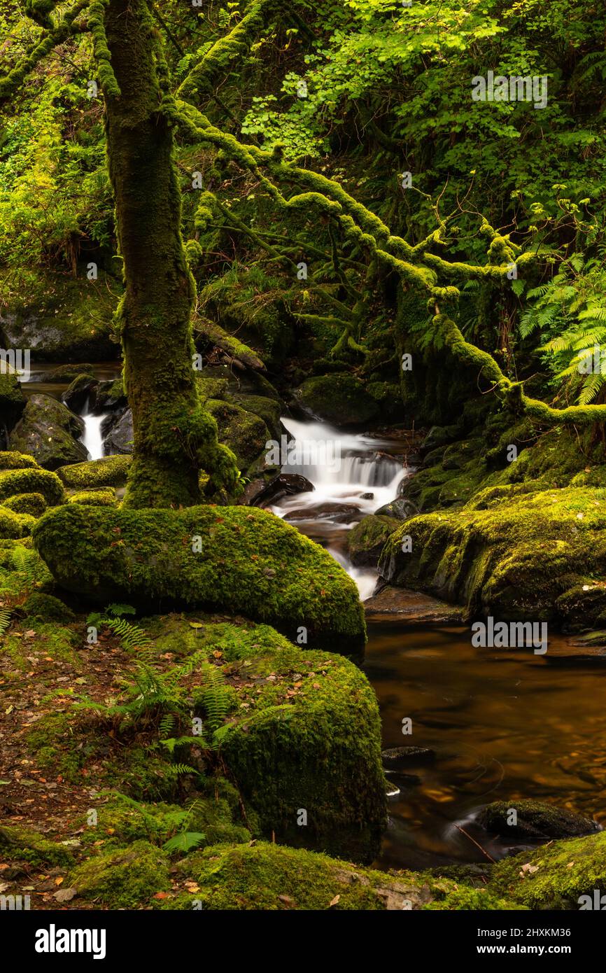 Cascata di Torc nel Killarney National Park, County Kerry, Irlanda Foto Stock