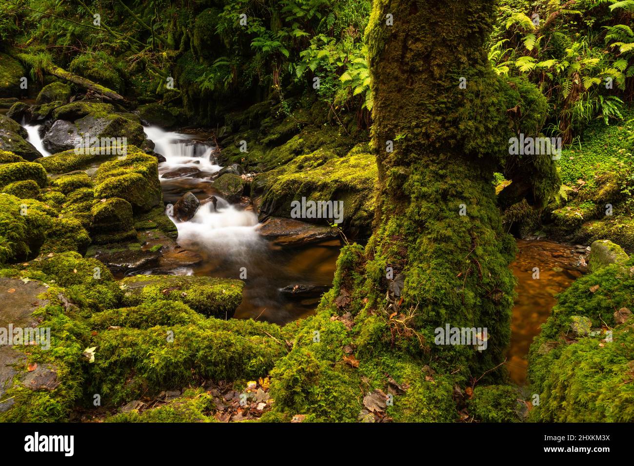 Cascata di Torc nel Killarney National Park, County Kerry, Irlanda Foto Stock