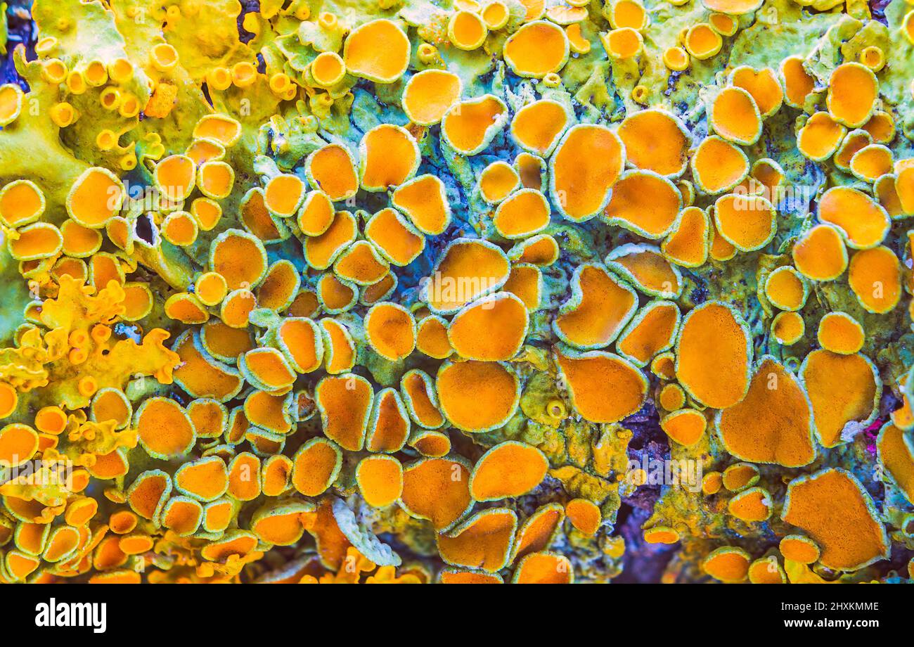 Giallo marinare Sunburst lichen - Xantoria parietina - sfondo Foto Stock