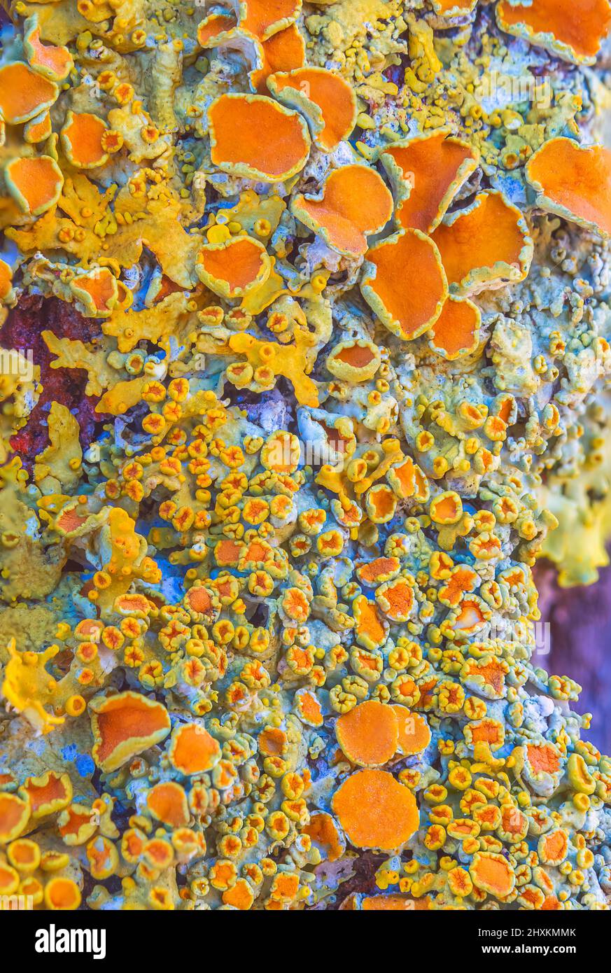 Giallo marinare Sunburst lichen - Xantoria parietina - sfondo Foto Stock