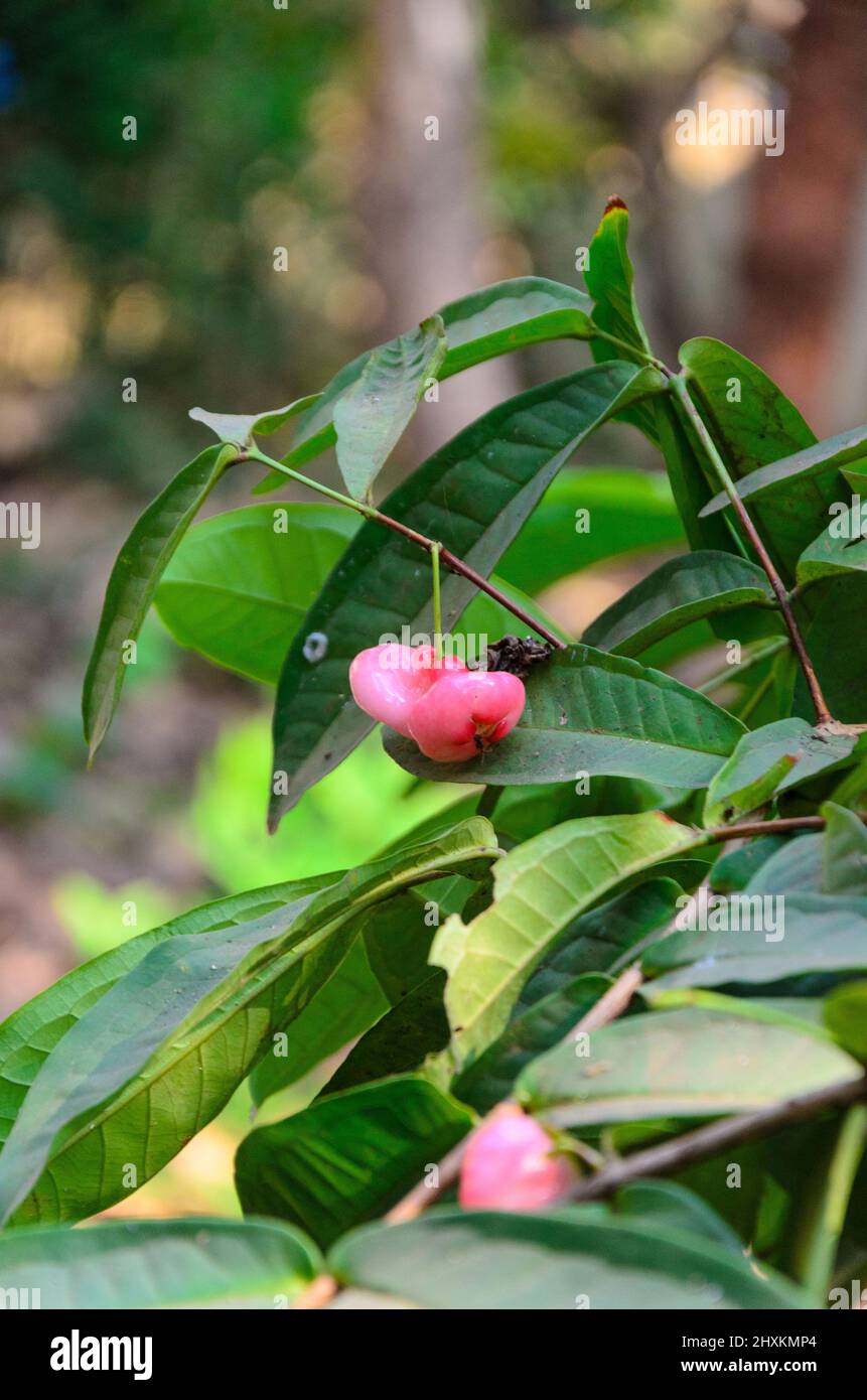 Piccole, rosa chiaro mele rosa ( Syzygium samarangense ) che crescono su un albero a Goa, India Foto Stock