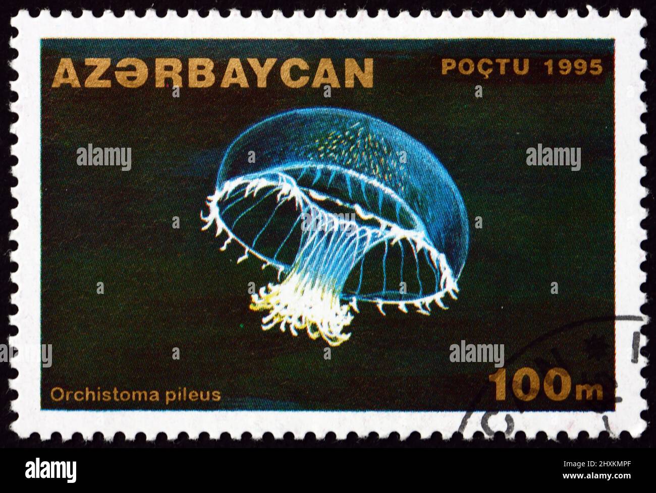 AZERBAIGIAN - CIRCA 1995: Un timbro stampato in Azerbaigian mostra orchistoma pileus, un animale invertebrato marino, circa 1995 Foto Stock