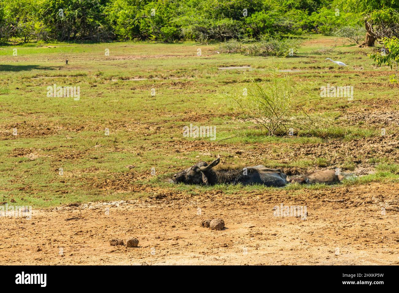 Bufalo in acqua unico riposante in acqua al Parco Nazionale di Yala in Sri Lanka. Foto Stock