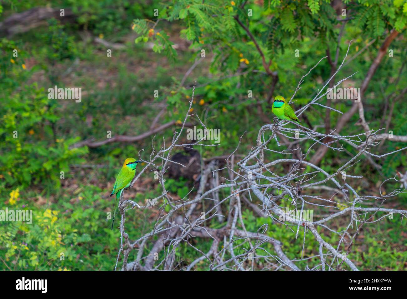 Due uccelli di api verdi seduti sul ramo del Parco Nazionale di Yala, Sri Lanka Foto Stock