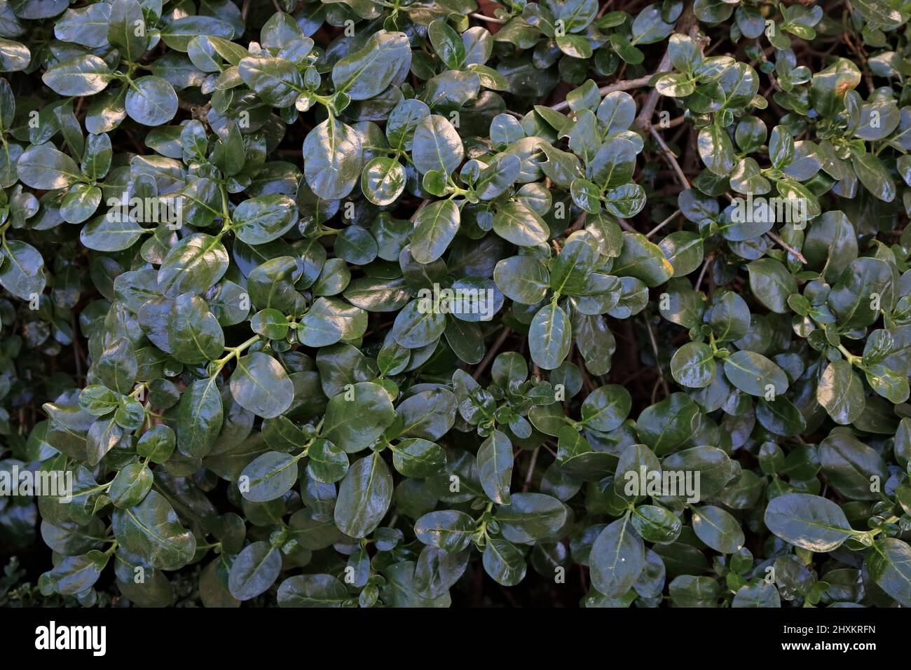 Burford sfondo agrifoglio Foto Stock