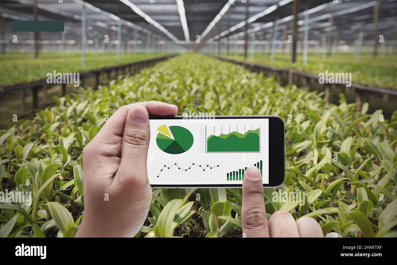 Agricoltura. Uomo che guarda un'infografica sul suo cellulare con un raccolto dietro di lui. Grafica Foto Stock
